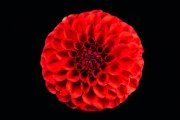 Red Dahlia 8