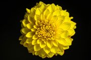 Dahlia Flower 1