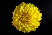 Dahlia Flower 2