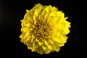 Dahlia Flower 3