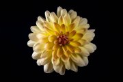 Dahlia Flower 4