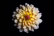 Dahlia Flower 5