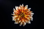 Dahlia Flower 6