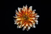 Dahlia Flower 7