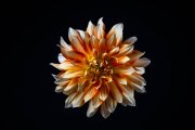 Dahlia Flower 8