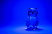 Glass Owl 1