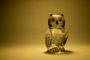 Glass Owl 3