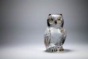 Glass Owl 4