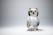 Glass Owl 5