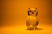 Glass Owl 6