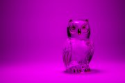 Glass Owl 7