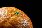 Clementine 1