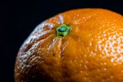Clementine 4
