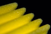 Sponge 1