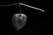 Chinese Lantern 1