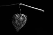 Chinese Lantern 2