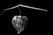 Chinese Lantern 3