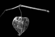 Chinese Lantern 4