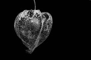 Chinese Lantern 5