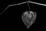 Chinese Lantern 6
