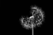 Blowball 1