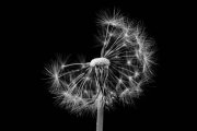 Blowball 2