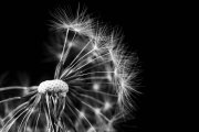 Blowball 3