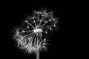 Blowball 4