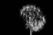 Blowball 5