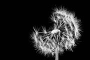 Blowball 6