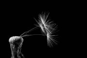 Blowball 7
