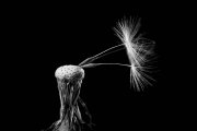 Blowball 8