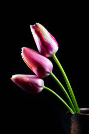 Tulips 1