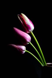Tulips 2