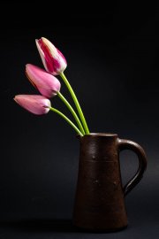 Tulips 3