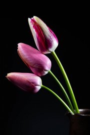 Tulips 4