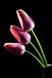 Tulips 5