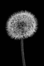 Blowball 1