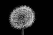 Blowball 2