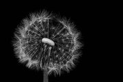 Blowball 3