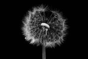 Blowball 4