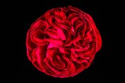 Red Rose 1