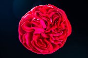 Red Rose 2
