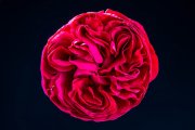 Red Rose 3
