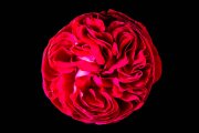 Red Rose 4