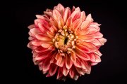 Dahlia 1