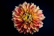 Dahlia 2
