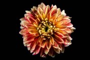 Dahlia 3