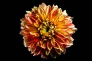Dahlia 4