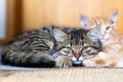 Cats 1
